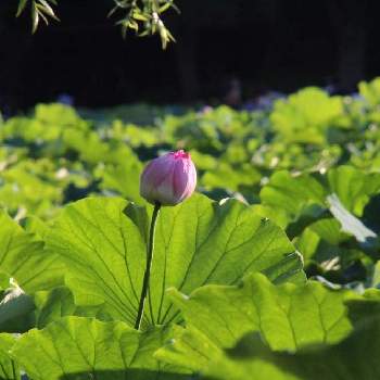 上野不忍池の投稿画像一覧 Greensnap グリーンスナップ