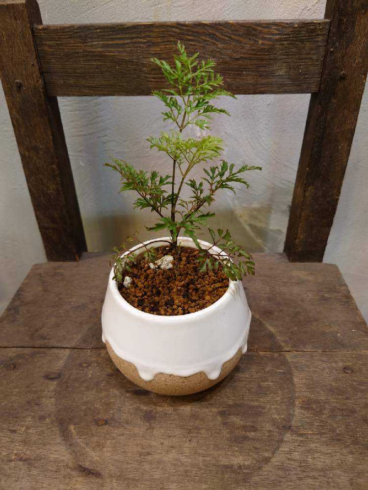 正規品スーパーsale 店内全品キャンペーン ポリシャス22 254 鉢植え 別種接木 沖縄からお届け Www Anavara Com