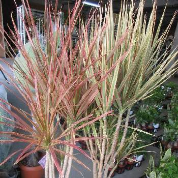 コンシンネ トリカラーレインボーの投稿画像一覧 Greensnap グリーンスナップ