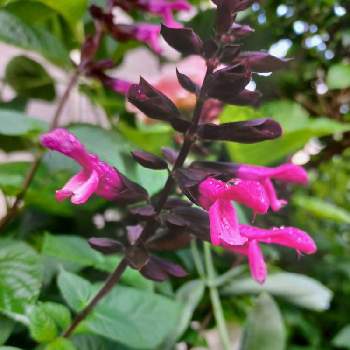 スーパーサルビアロックンロールピンクスパイダーの投稿画像一覧 Greensnap グリーンスナップ