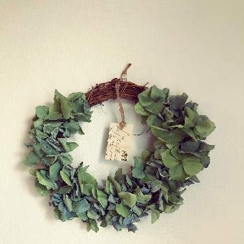 紫陽花リースの投稿画像一覧 Greensnap グリーンスナップ