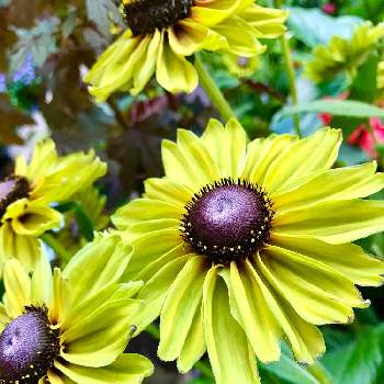 黄緑の花の投稿画像一覧 Greensnap グリーンスナップ