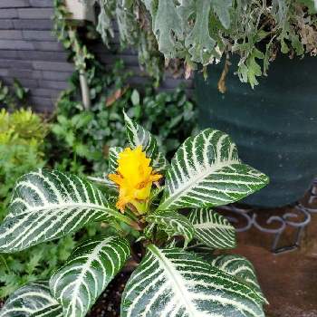 アフェランドラ ダニアの投稿画像一覧 Greensnap グリーンスナップ