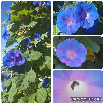 ノアサガオ,つる性植物,近所散歩,青い花マニアの画像