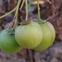 ジャガイモ,散歩の途中で∪∵∪,緑組♪,ふぞろいの果実たち,実のりちゃん♪の画像