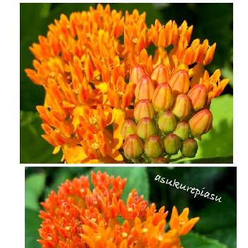 アスクレピアス♡の画像 by 花Ｔaeさん | 小さな庭と山形とオレンジ色の花と種まきときれい色と鉢植えと花のある暮らしと花の時と優しい色とアスクレピアス♡