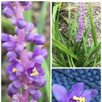 サマームスカリの画像 by ライオンさん | 小さな庭とヤブランと最前線のあなたへとサマームスカリとリリオペの花と紫色の花とヤブラン(藪蘭)と我が家の庭