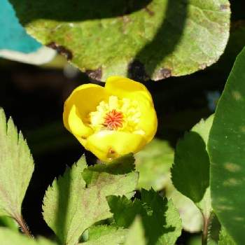 東京大学大学院 理学系研究科附属植物園日光分園の投稿画像一覧 Greensnap グリーンスナップ