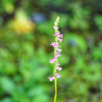 東京大学大学院 理学系研究科附属植物園日光分園の投稿画像一覧 Greensnap グリーンスナップ