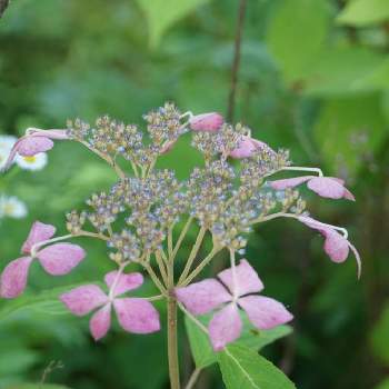 東京大学大学院 理学系研究科附属植物園日光分園の投稿画像一覧 Greensnap グリーンスナップ