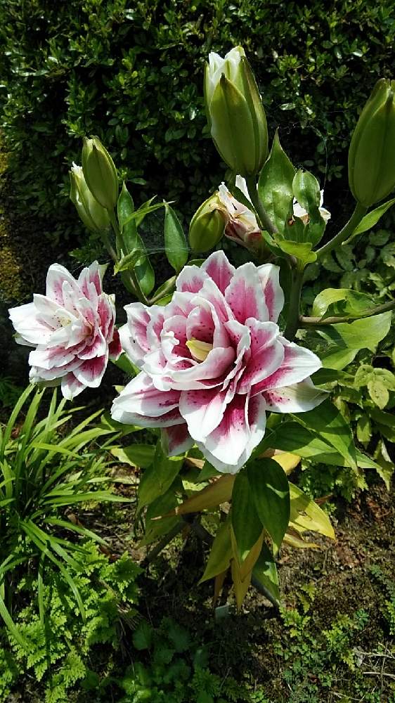 八重咲きオリエンタルリリーの投稿画像 By 野に咲く花が好き さん 癒やしと高貴と花言葉と実家の庭とうっとり 21月7月21日 Greensnap グリーンスナップ