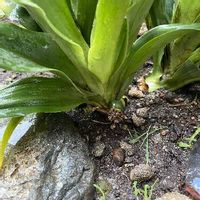 万年青 オモト の育て方 植え替え時期や株分けの方法は Greensnap グリーンスナップ 万年青 オモト の育て方 植え替え時期や株分けの方法は Greensnap グリーンスナップ