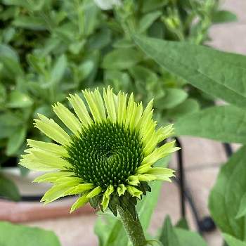 緑の花の投稿画像一覧 Greensnap グリーンスナップ