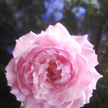エウリディーチェの画像 by るるさん | バルコニー/ベランダとエウリディーチェとばら バラ 薔薇と水曜ローズショーとおうち園芸と可愛いとガーデニングと花のある暮らしとバラ・ミニバラ