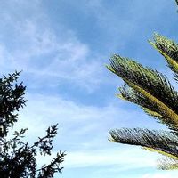ドイツトウヒの育て方 植え付ける場所は 剪定時期や方法は Greensnap グリーンスナップ ドイツトウヒの育て方 植え付ける場所は 剪定時期や方法は Greensnap グリーンスナップ