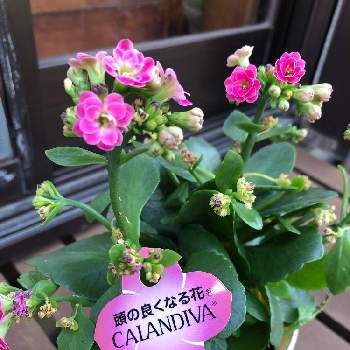 見切り品バンザイの投稿画像一覧 Greensnap グリーンスナップ