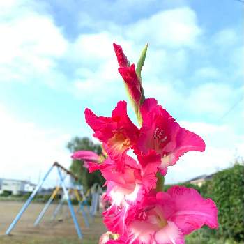 あさの散歩道の画像 by アリンコさん | 癒しと公園のお花とグラジオラスの花とあさの散歩道