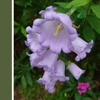 カンパニュラ メディウムの投稿画像一覧 Greensnap グリーンスナップ