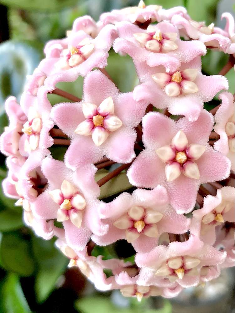 サクラランの投稿画像 By Co2さん ホヤ カルノーサ コンパクタと観葉植物と サクラランとおうち園芸とホヤ カルノーサ コンパクタとバルコニー ベランダと観葉植物と サクラランとおうち園芸とホヤ カルノーサ コンパクタ 21月7月21日 Greensnap グリーン