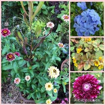 ドドナエア Greensnap グリーンスナップ