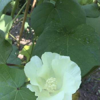 綿の花 の投稿画像一覧 Greensnap グリーンスナップ