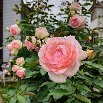 美しい薔薇の投稿画像一覧 Greensnap グリーンスナップ