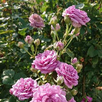 バラ　カインダブルーの画像 by ＹＵＭＩＫＯさん | 小さな庭と私の癒し♡と薔薇愛同盟と花が好き❤とわれら17年組とうれしいなぁ♡とバラ　カインダブルーとおうち園芸とお花に癒されてと植中毒とたまらない♥️と2021 YUMIKO薔薇と花のある暮らしと大好き♡︎ʾʾと綺麗✨とかわいいな♡といい色♡