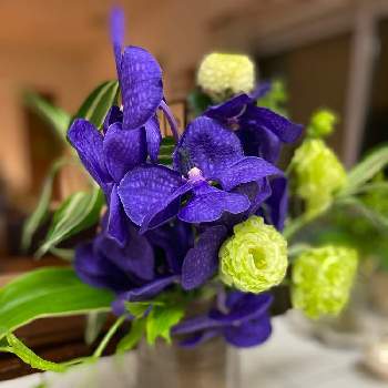 蘭の花の投稿画像一覧 Greensnap グリーンスナップ 蘭の花の投稿画像一覧 Greensnap グリーンスナップ