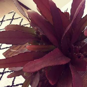 ラムローサの画像 by あやさん | 窓辺と観葉植物と癒しと植物のある暮らしとラムローサ