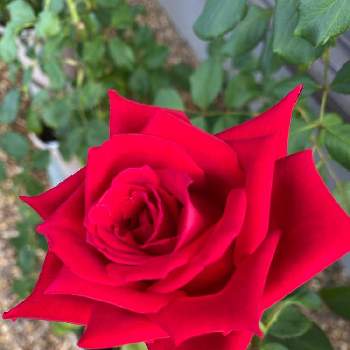 クリスチャンディオールの画像 by つくしちゃんさん | クリスチャンディオールと薔薇loveとお庭のお花と赤いお花と鉢植えとお花のある生活