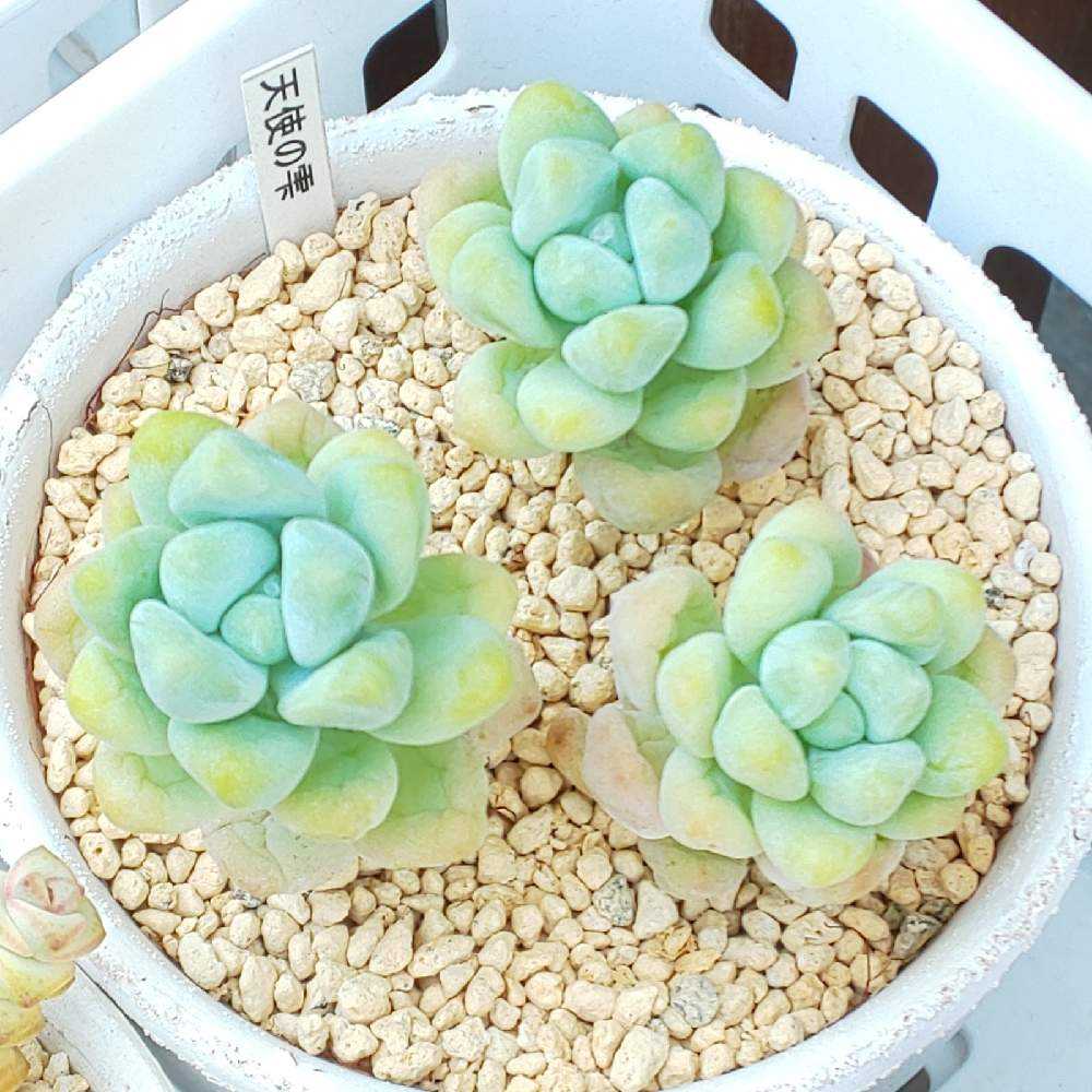 多肉植物 天使の雫／トレレアシー カット苗 7個 天使の雫｛トレレアシー｝ | 山梨で多肉植物を育てるBLOG