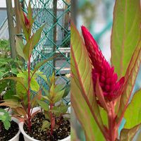 ケイトウ,こぼれ種,花のある暮らし,駐車場,こぼれ種っ子の画像