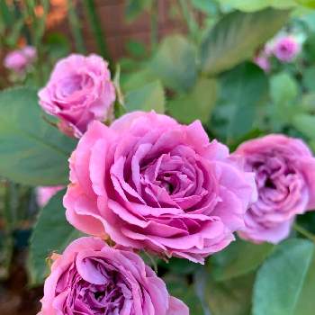 シャドウオブザムーンの画像 by おーちゃんさん | 小さな庭とシャドウオブザムーンと♡薔薇が好き♡と水曜ローズショーと寄せ植えとお花大好きと植物大好きと鉢植えと庭植え