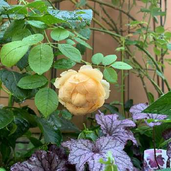 ヒューケラ※フォーエバーパープルの画像 by ミルポポさん | 小さな庭とヒューケラ♪と夏の庭にてとヒューケラ※フォーエバーパープルと2番花のバラとゴールデン セレブレーション