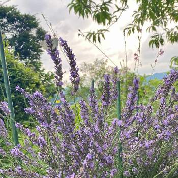 ラベンダーグロッソの投稿画像一覧 Greensnap グリーンスナップ