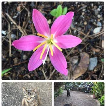 猫ちゃんの画像 by まるこ❤️さん | お出かけ先とゼフィランサスと散歩と猫ちゃん