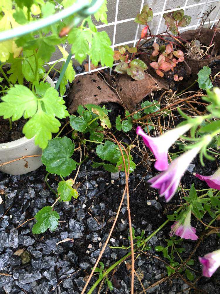 アオイ科マルバストラム属マルバストラム｜🍀GreenSnap（グリーン