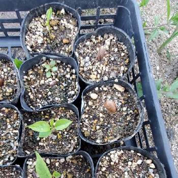 ポポーの種の投稿画像一覧 Greensnap グリーンスナップ