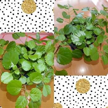 スウェーデンアイビー の投稿画像一覧 Greensnap グリーンスナップ