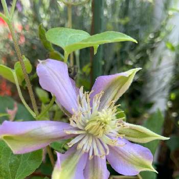 クレマチス白馬の投稿画像一覧 Greensnap グリーンスナップ