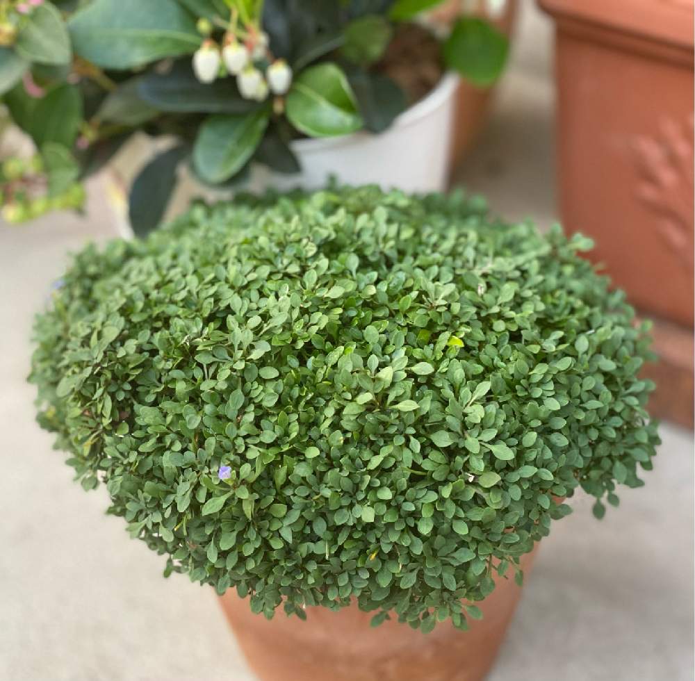 トキワナズナの投稿画像 By Momoz Houseさん ヒナソウとフーストニアと小さな庭と小さな葉と夏の庭にてとおうち園芸と緑のモコモコと鉢植えとガーデニングと小さな葉と夏の庭にてとおうち園芸と緑のモコモコと鉢植えとガーデニング 21月7月21日 Greensnap