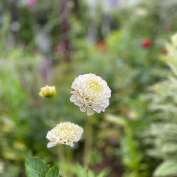 ポンポンダリアの投稿画像一覧 Greensnap グリーンスナップ