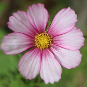 コスモス ピコティの投稿画像一覧 Greensnap グリーンスナップ