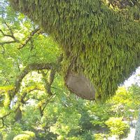 クスノキ,感謝,太宰府天満宮,祈り,花のある生活の画像