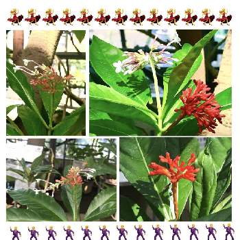 インドジャボク 印度蛇木 の投稿画像一覧 Greensnap グリーンスナップ