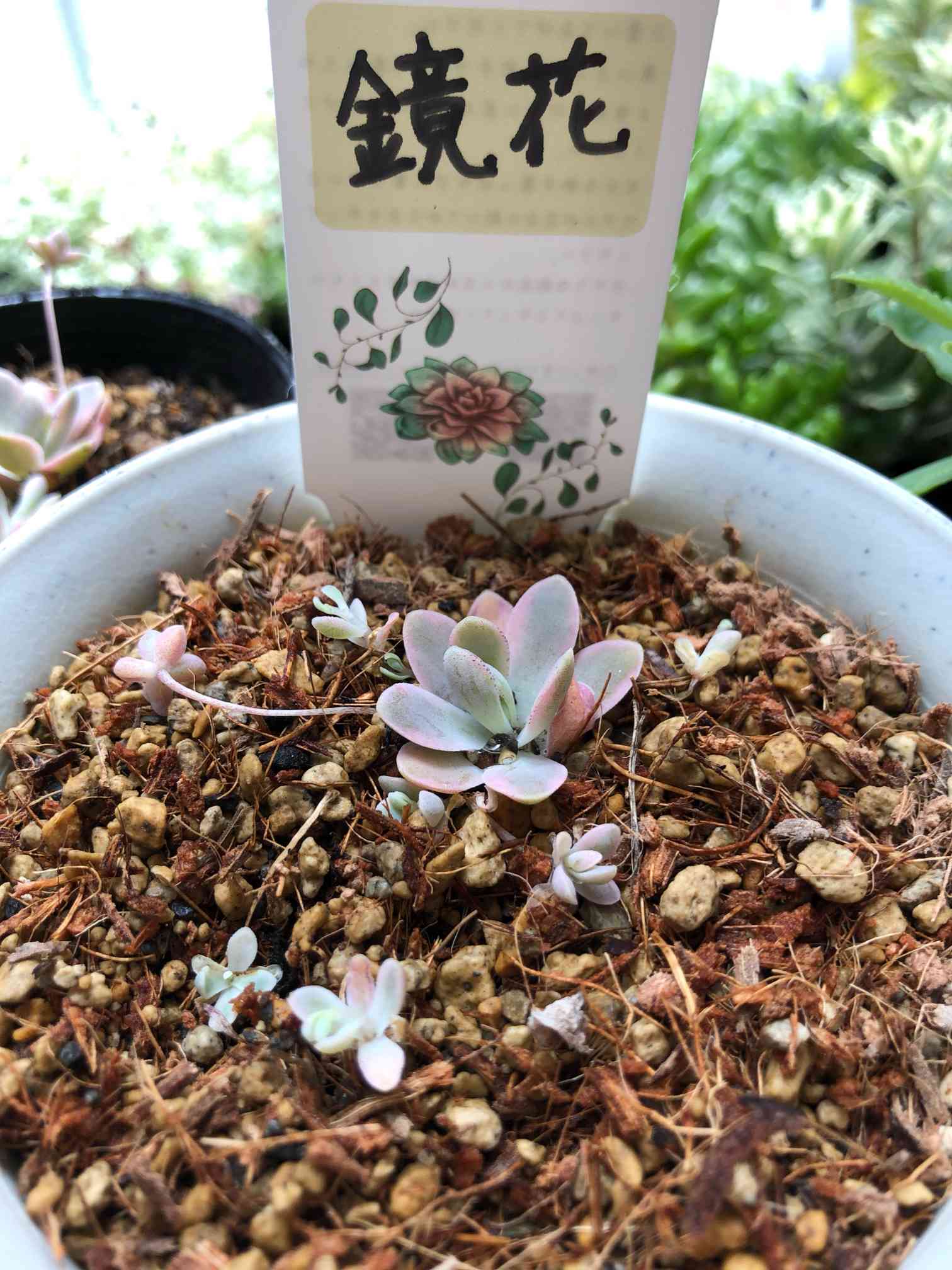 オロスタキス子持ち蓮華錦｢鏡花｣の直射モニター｜🍀GreenSnap