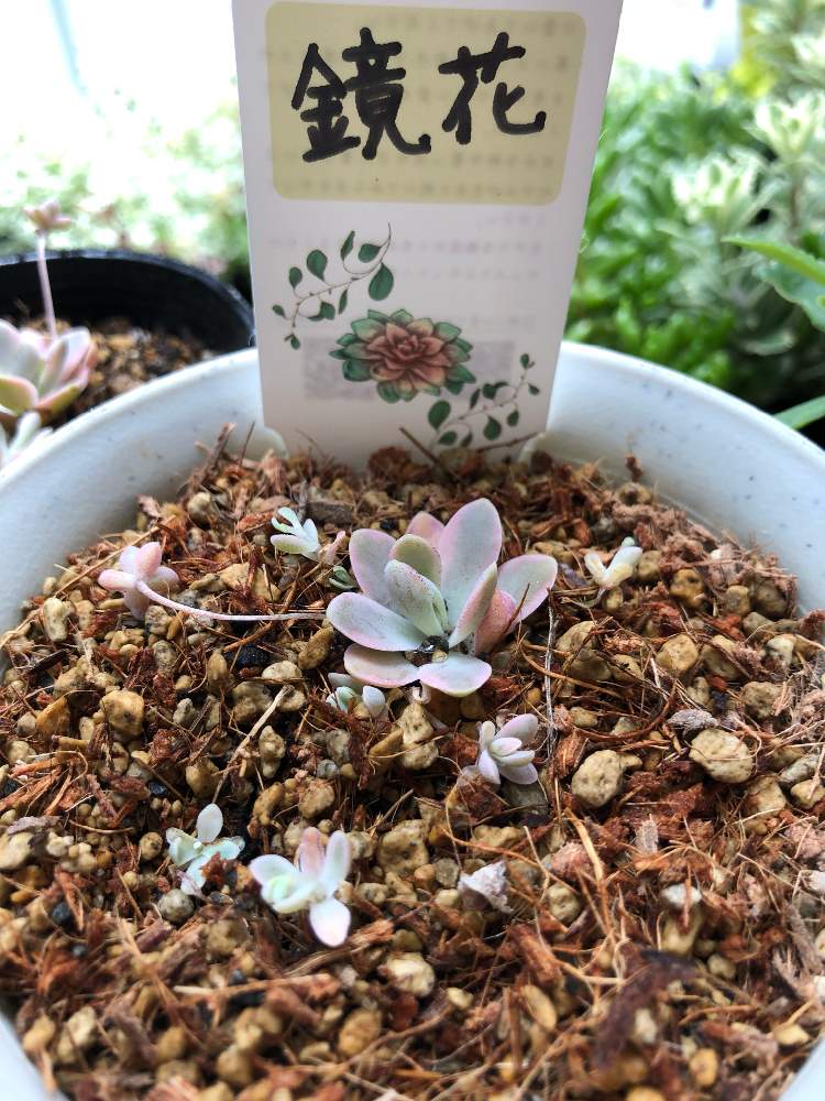 オロスタキス子持ち蓮華錦｢鏡花｣の直射モニター｜🍀GreenSnap 