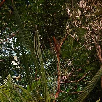 botaヤシの画像 by botanicallifeさん | バルコニー/ベランダとブティア オドラータとヤシと耐寒ヤシとbotaヤシ