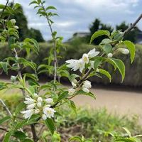 ヒメウツギの育て方 水やりや植え替えの時期 剪定方法は Greensnap グリーンスナップ ヒメウツギの育て方 水やりや植え替えの時期 剪定方法は Greensnap グリーンスナップ