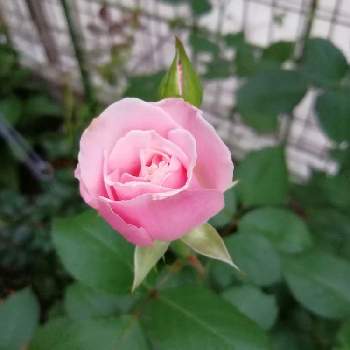 ダフネの投稿画像一覧 Greensnap グリーンスナップ